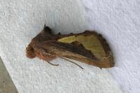 Thysanoplusia orichalcea
