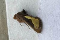 Thysanoplusia orichalcea