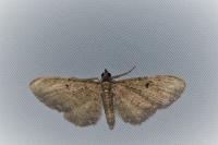 Eupithecia virgaureata