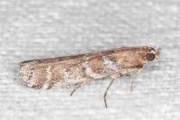 Delplanqueia dilutella