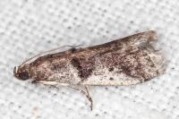 Pseudacrobasis tergestella