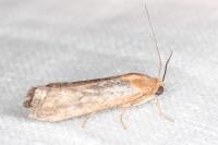 Pterothrixidia rufella