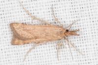 Synaphe punctalis