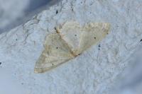 Idaea biselata