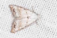 Nola infantula