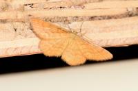 Idaea serpentata
