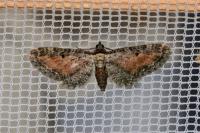 Eupithecia icterata