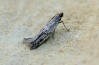 Phycitodes