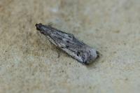 Phycitodes