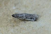 Phycitodes