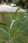 Daphnis nerii
