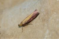 Oncocera semirubella