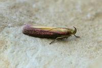 Oncocera semirubella