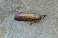 Oncocera semirubella