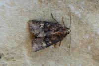 Mesapamea secalella/secalis