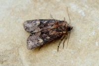 Mesapamea secalella/secalis