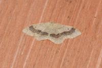 Idaea aversata