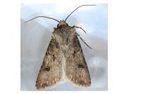 Agrotis puta