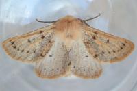 Dyscia lentiscaria