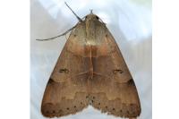 Minucia lunaris