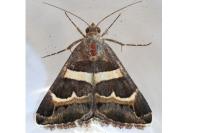 Grammodes stolida