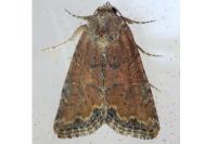 Mesoligia furuncula