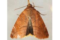 Cosmia affinis
