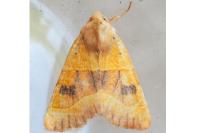 Atethmia centrago