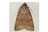 Parastichtis suspecta
