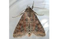 Parastichtis suspecta