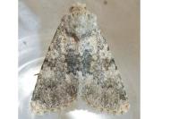 Polymixis dubia