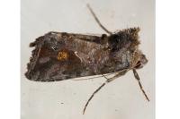 Ctenoplusia accentifera