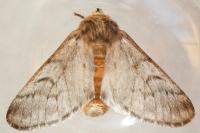 Thaumetopoea pityocampa