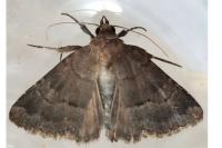 Anthracia ephialtes