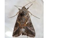 Autographa gamma