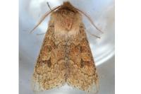 Orthosia miniosa