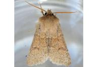 Orthosia miniosa