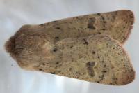 Orthosia cruda