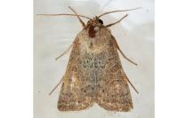 Hoplodrina ambigua