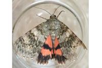 Catocala elocata
