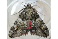 Catocala promissa
