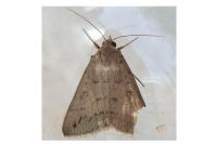 Clytie illunaris