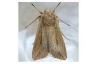 Mythimna unipuncta