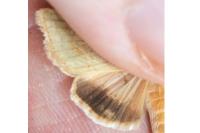 Helicoverpa armigera