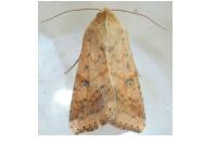 Helicoverpa armigera