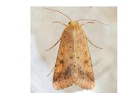 Helicoverpa armigera