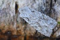 Lithophane ornitopus