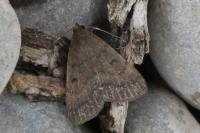 Nodaria nodosalis