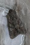 Dryobotodes tenebrosa