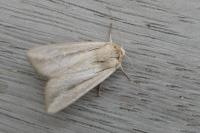 Leucania loreyi